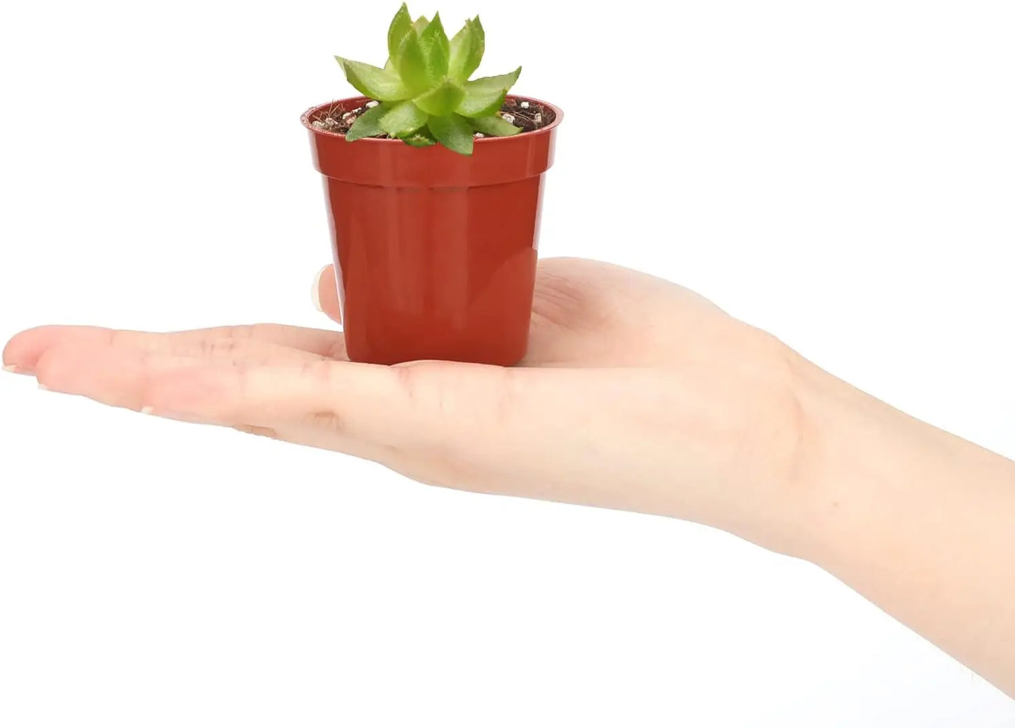 Plastic Plant Nursery Pots For Succulents Seed Starting And Cuttings